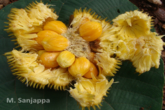Artocarpus hirsutus